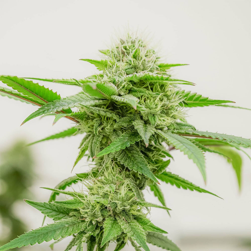 lahaze flower