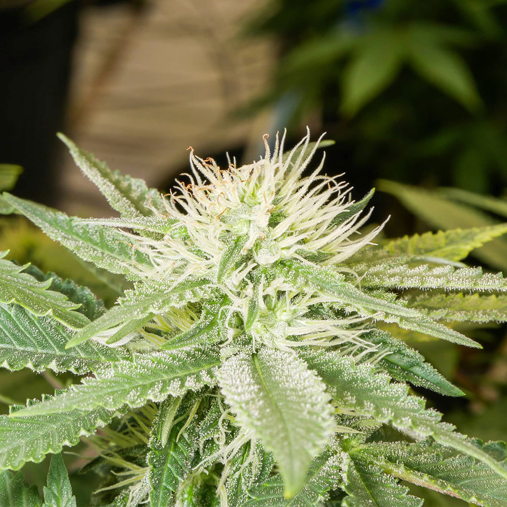 lahaze flower
