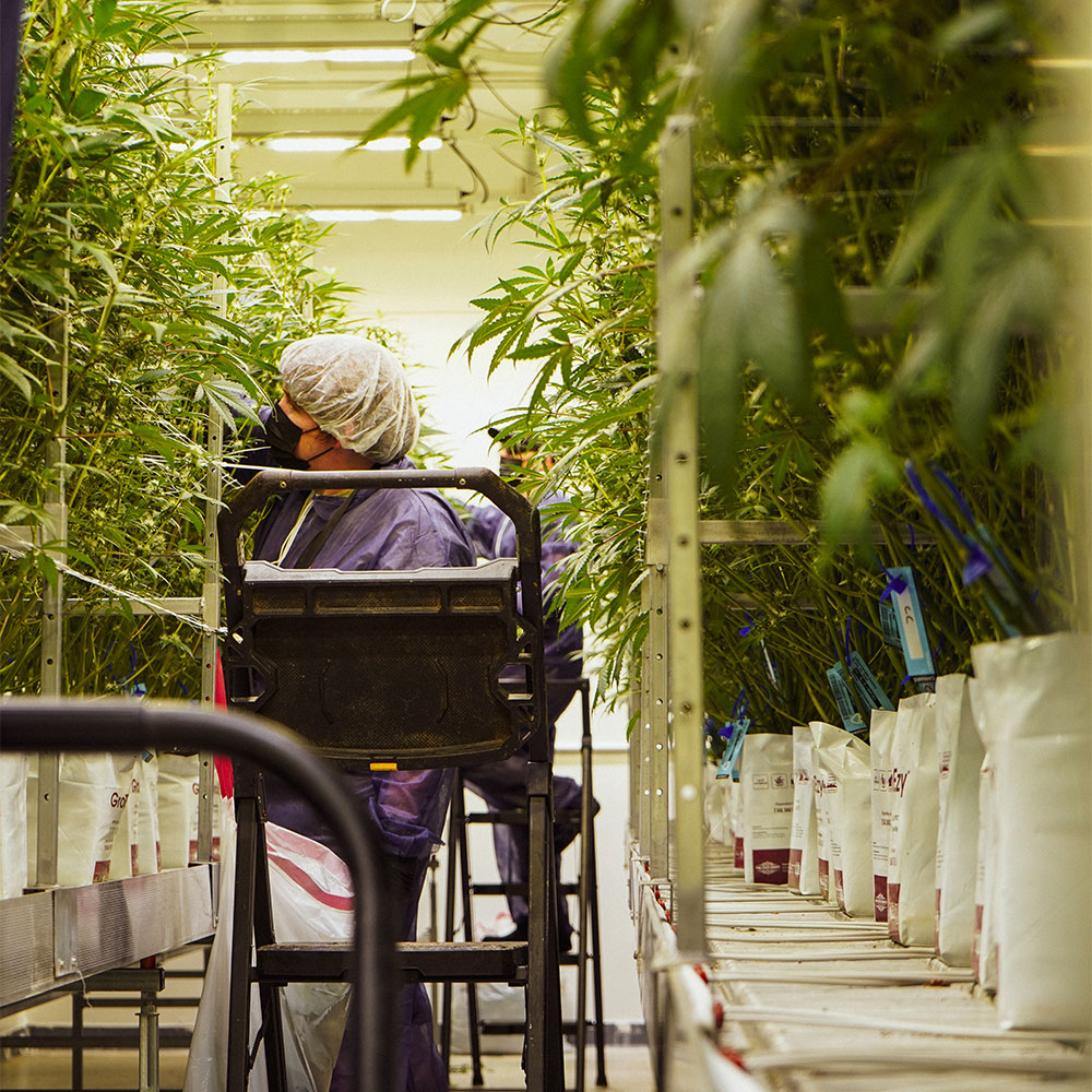 lahaze cultivation